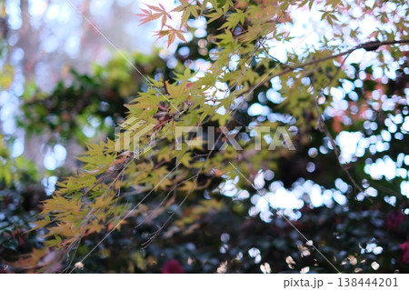 色づき始めた紅葉 138444201