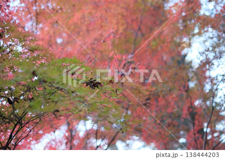 紅葉したモミジ 138444203
