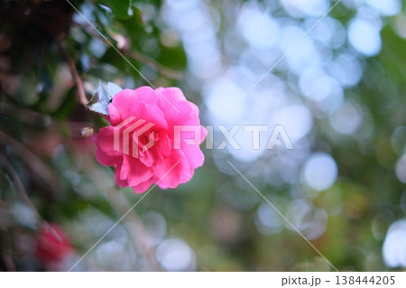 美しいピンクの椿の花 美しいピンクの椿の花 138444205