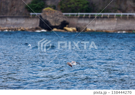陸奥湾を渡るウミネコ（青森県） 138444270