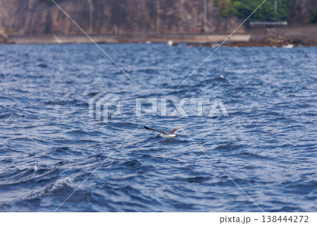 陸奥湾を渡るウミネコ（青森県） 138444272