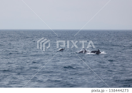 むつ湾を泳ぐカマイルカ（青森県） 138444273
