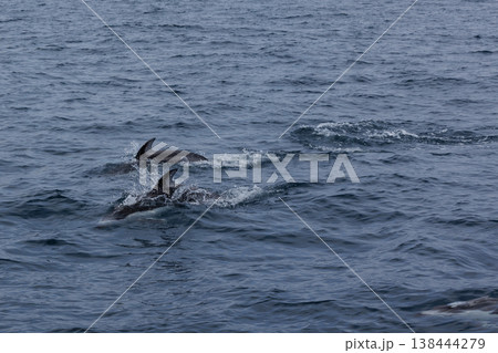 むつ湾を泳ぐカマイルカ（青森県） 138444279