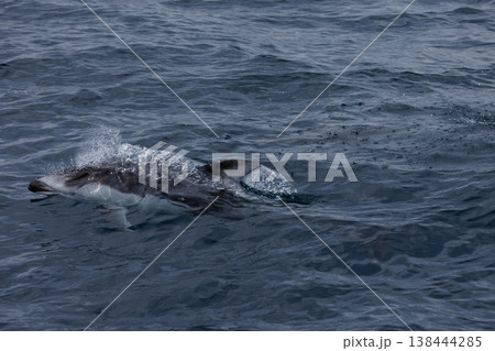 初夏の風物詩イルカのしぶき（むつ湾） 138444285