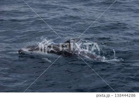 初夏の風物詩イルカのしぶき（むつ湾） 138444286