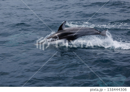 陸奥湾を泳ぐカマイルカのジャンプ（青森県脇野沢） 138444306