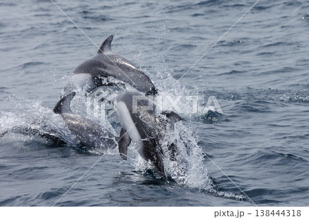 むつ湾を泳ぐカマイルカのジャンプ(青森県) むつ湾を泳ぐカマイルカのジャンプ(青森県) 138444318