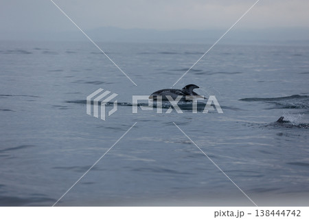船に近寄るぶカマイルカ（陸奥湾） 138444742