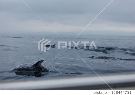 青森県初夏の風物詩、船に近寄るぶカマイルカ（陸奥湾） 138444751