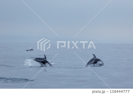 青森県初夏の風物詩、船に近寄るぶカマイルカ（陸奥湾） 138444777
