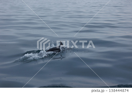 初夏の風物詩、むつ湾のカマイルカ(青森県) 初夏の風物詩、むつ湾のカマイルカ(青森県) 138444874