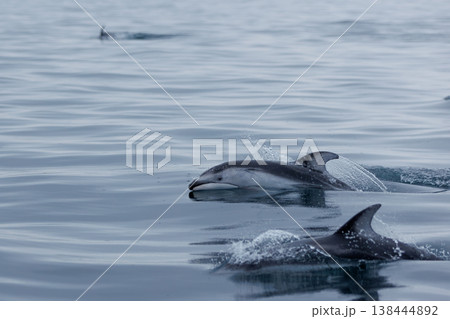 初夏の風物詩、むつ湾のカマイルカ（青森県） 138444892
