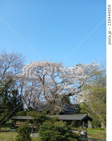 田舎の境内に咲く古木の桜 春の風景 田舎の境内に咲く古木の桜 春の風景 138444959