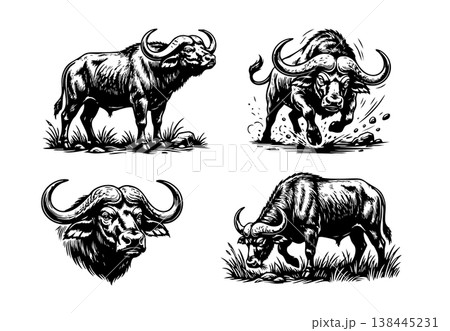 Set of 4 black and white African buffalo vector illustrations. Features grazing, charging, and portrait poses in a detailed vintage engraved style. 138445231