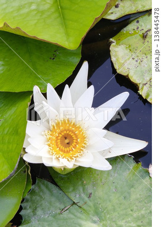 Close up white color fresh lotus blossom  138445478