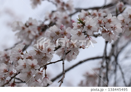 ベニシダレ(桜) ベニシダレ(桜) 138445495