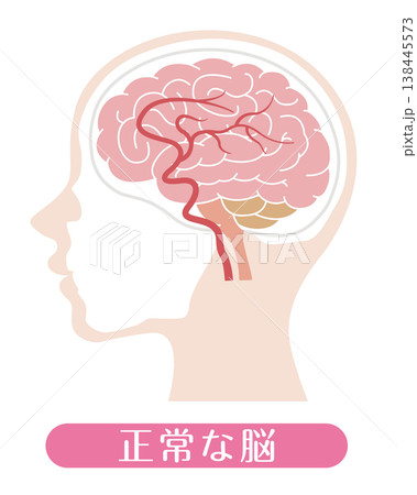 正常な脳 医療イラスト 正常な脳 医療イラスト 138445573