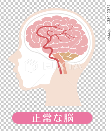 正常な脳 医療イラスト 正常な脳 医療イラスト 138445573