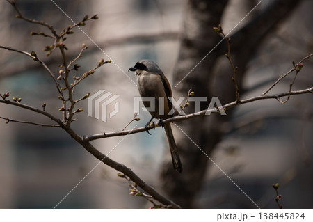 Long-tailed Shrike (Lanius schach), also known as the Rufous-backed Shrike Long-tailed Shrike (Lanius schach), also known as the Rufous-backed Shrike 138445824