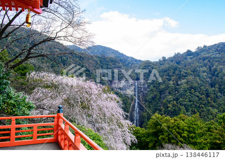 青岸渡寺三重塔から観る桜と那智の滝 和歌山県 青岸渡寺三重塔から観る桜と那智の滝 和歌山県 138446117