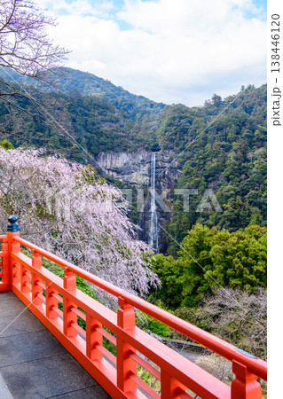青岸渡寺三重塔から観る桜と那智の滝 和歌山県 青岸渡寺三重塔から観る桜と那智の滝 和歌山県 138446120