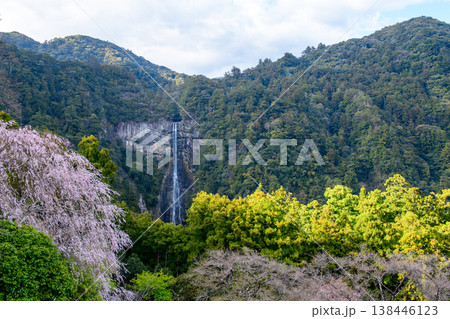 青岸渡寺三重塔から観る桜と那智の滝　和歌山県 138446123