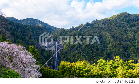 青岸渡寺三重塔から観る桜と那智の滝 和歌山県 青岸渡寺三重塔から観る桜と那智の滝 和歌山県 138446125