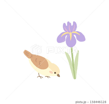 菖蒲と小鳥のイラスト素材 138446128