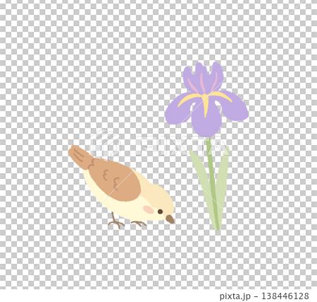 菖蒲と小鳥のイラスト素材 138446128