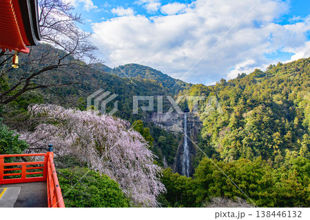 青岸渡寺三重塔から観る桜と那智の滝　和歌山県 138446132