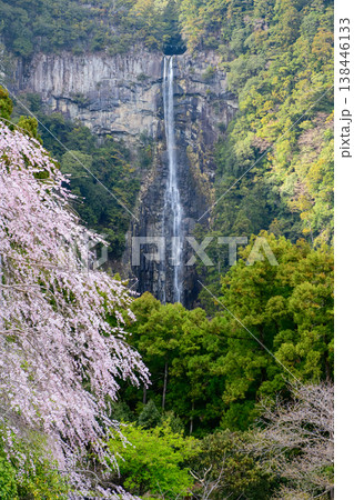 青岸渡寺三重塔から観る桜と那智の滝　和歌山県 138446133