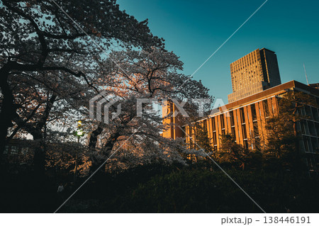 桜と東北大学 桜と東北大学 138446191