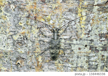 センノカミキリ(北海道・層雲峡) センノカミキリ(北海道・層雲峡) 138446336