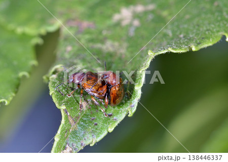 交尾するチャイロサルハムシ（北海道・鶴居村） 138446337