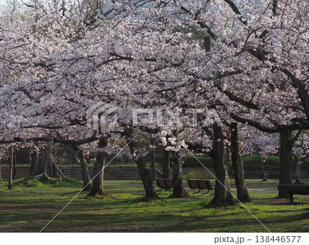 満開になった公園の桜 138446577