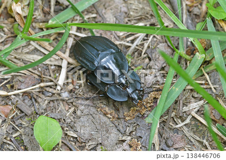交尾するオオヒラタシデムシ（北海道・層雲峡） 138446706