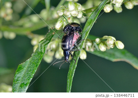 交尾するヨモギハムシ(北海道・層雲峡) 交尾するヨモギハムシ(北海道・層雲峡) 138446711