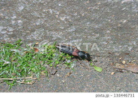 アカバハネカクシ（北海道・層雲峡） 138446731