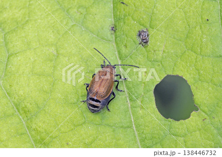 アザミオオハムシの雌（北海道・鶴居村） 138446732