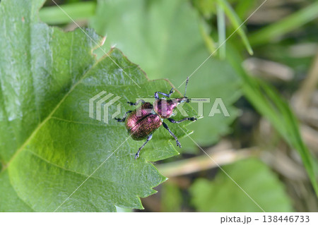 イタヤハマチョッキリ（北海道・大雪山） 138446733