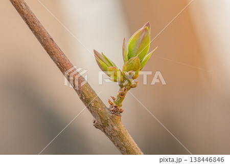 Spring branch with buds on a blurred background. Springtime. 138446846