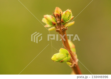 Spring branch with buds on a blurred background. Springtime. Spring branch with buds on a blurred background. Springtime. 138446996