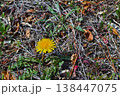 道端に咲く春のタンポポ 138447075