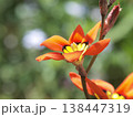 華やかなスパラキシスの花 138447319