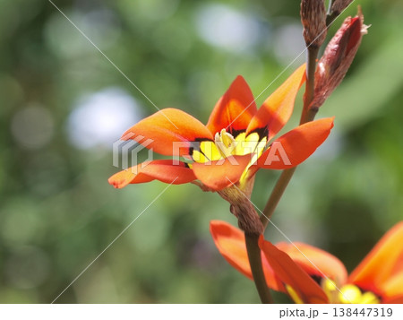 華やかなスパラキシスの花 138447319