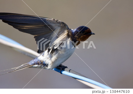 ツバメ swallow / Japan ツバメ swallow / Japan 138447610