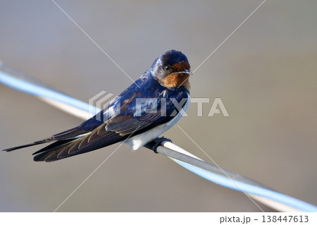 ツバメ swallow / Japan ツバメ swallow / Japan 138447613