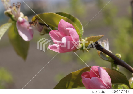 花梨の花 花梨の花 138447748
