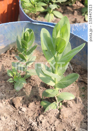 prairie gentian, Eustoma, commonly known as lisianthus flower plant prairie gentian, Eustoma, commonly known as lisianthus flower plant 138447813
