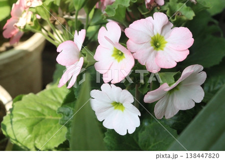 Primula obconica flower plant on pot in farm for harvest 138447820